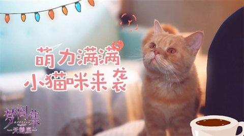 梦间集天鹅座收养猫咪与吸引名贵猫攻略