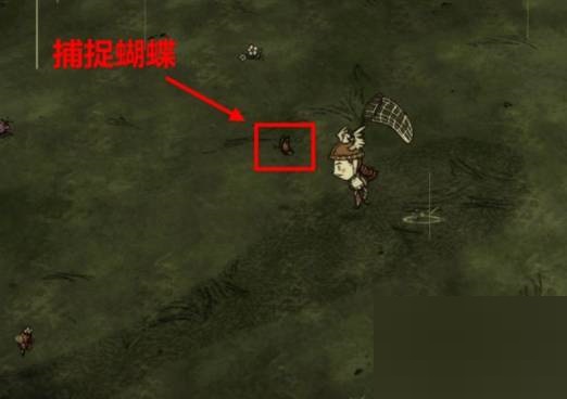 饥荒蜜蜂怎么养?饥荒蜜蜂饲养方法