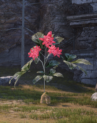 神佑释放物品采集指南 神佑释放物品怎么采集？