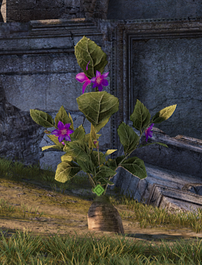 神佑释放物品采集指南 神佑释放物品怎么采集？