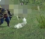 怪物猎人崛起环境生物大全 怪物猎人崛起环境生物有哪些？