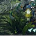 怪物猎人崛起环境生物大全 怪物猎人崛起环境生物有哪些？