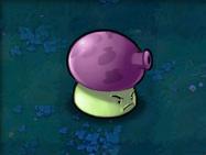 植物大战僵尸烟雾蘑菇怎么样?植物大战僵尸烟雾蘑菇介绍