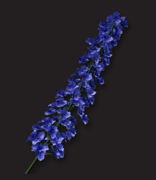 翼星求生芦苇花有什么用？翼星求生芦苇花作用介绍