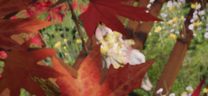 天涯明月刀手游圣绣袭光值得入手吗？天涯明月刀手游圣绣袭光外观一览