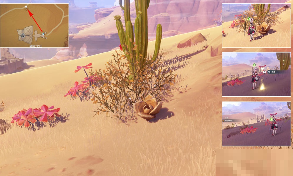 原神种植金蔷薇隐藏任务怎么完成？原神种植金蔷薇隐藏任务完成攻略